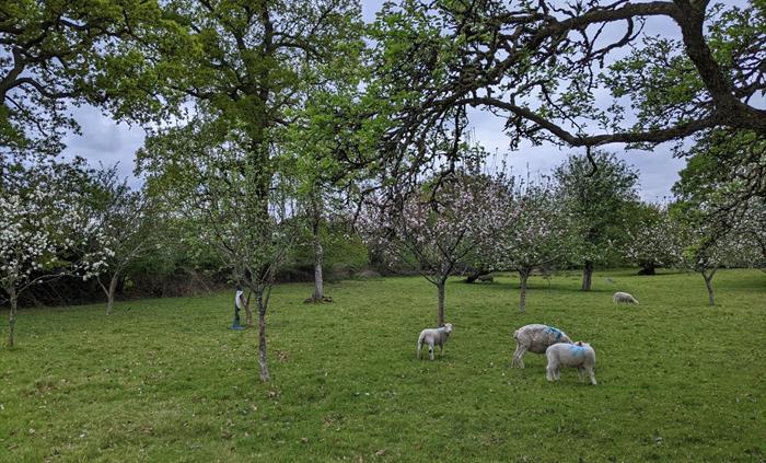The Orchard